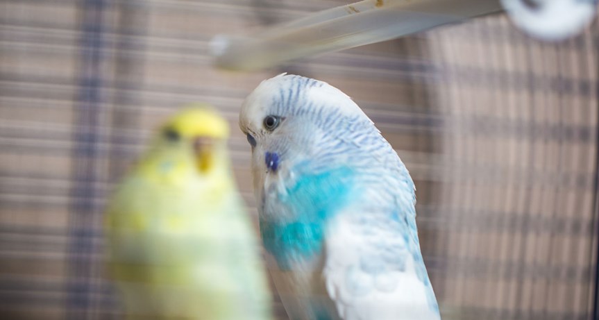 2 budgies in their cage.