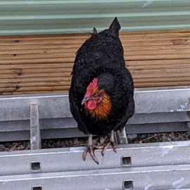 Hen with no name